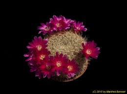 Sulcorebutia santiaginiensis HS26 2214